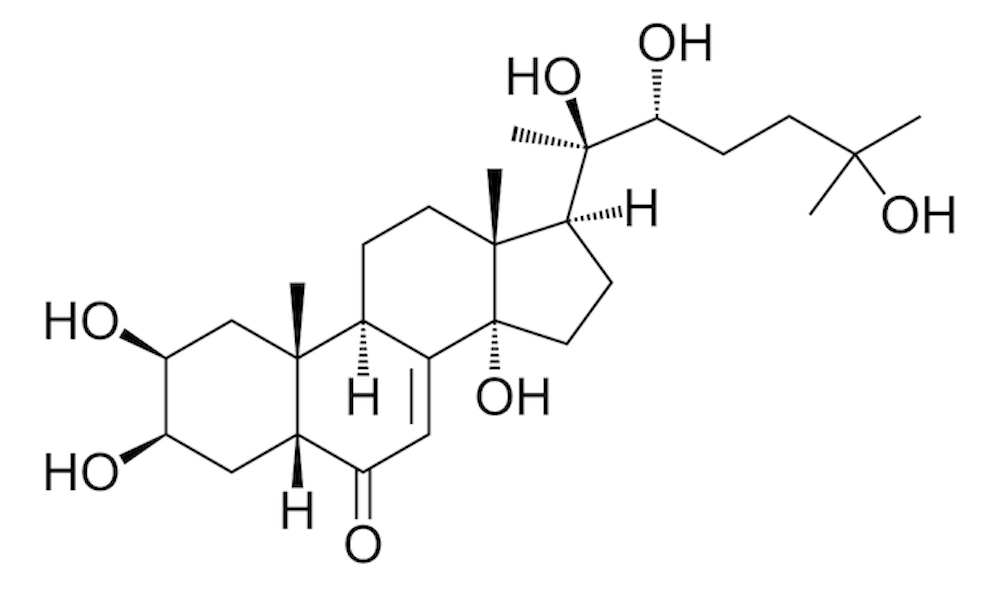 Magic: Beta-Ecdysterone Guide