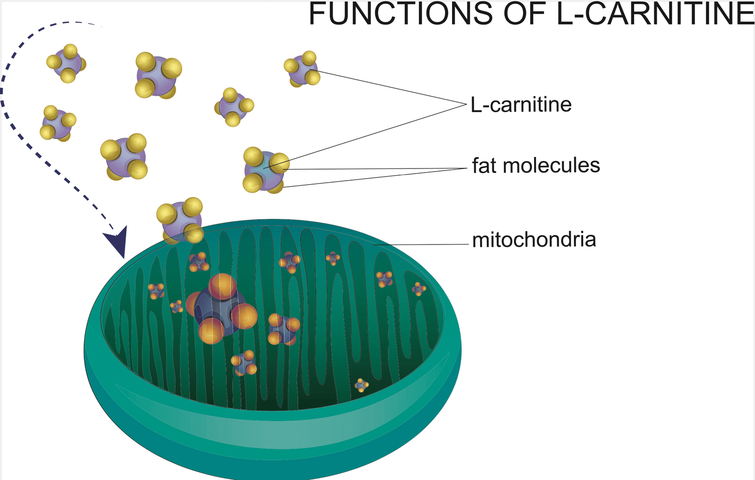 L-CARNITINE - THE BEST THERE IS