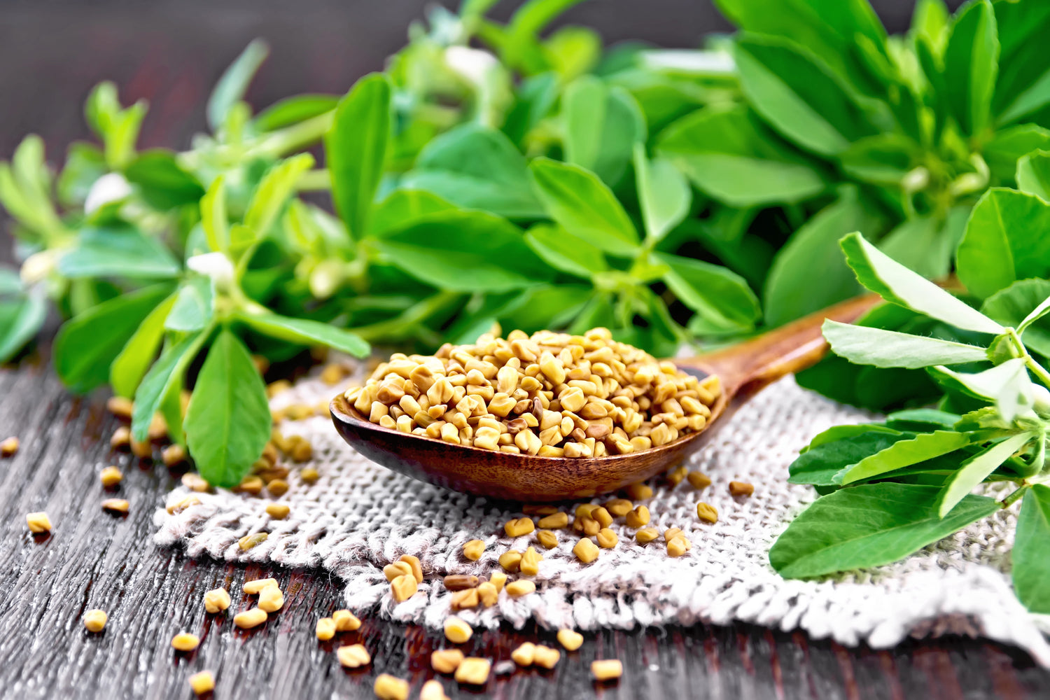 what is fenugreek? chaos and pain blog